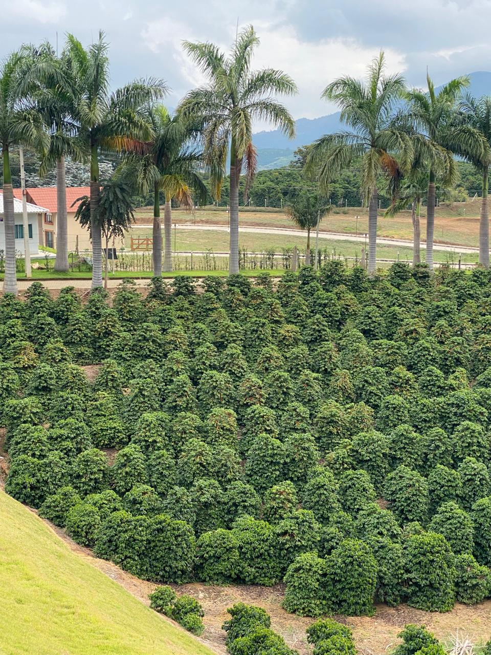 Lavoura própria de café da Café Mata Alta